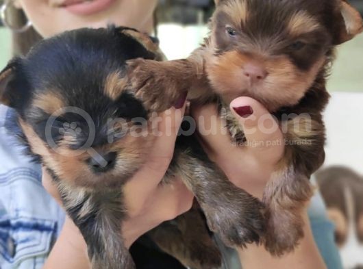 Teacup Yorkshi̇re Terri̇er Bebekler görsel