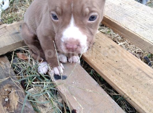 Yavru Rednose Saf A Kalite