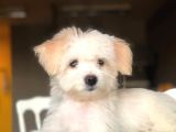 Özel Yüz Hattına Sahip Dişi Maltipoo Yavrum