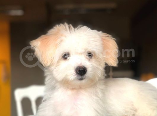 Özel Yüz Hattına Sahip Dişi Maltipoo Yavrum