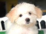 Özel Yüz Hattına Sahip Dişi Maltipoo Yavrum