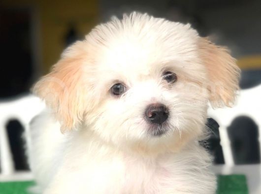 Özel Yüz Hattına Sahip Dişi Maltipoo Yavrum görsel