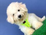 Safkan Maltese Terrier Yavrum Alfa