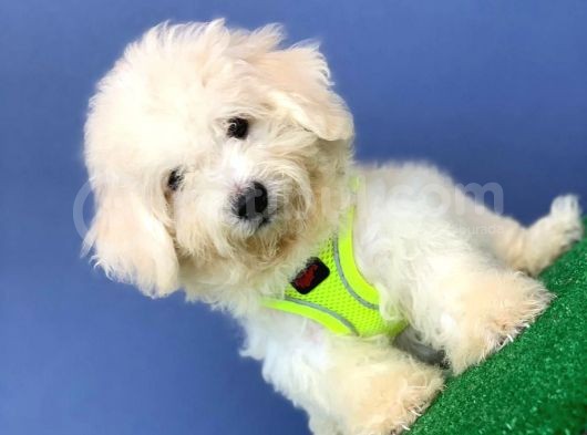 Safkan Maltese Terrier Yavrum Alfa görsel