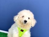 Safkan Maltese Terrier Yavrum Alfa