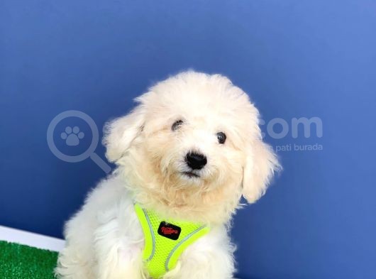 Safkan Maltese Terrier Yavrum Alfa