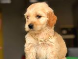 Dişi Ve Erkek Maltipoo Kardeşler