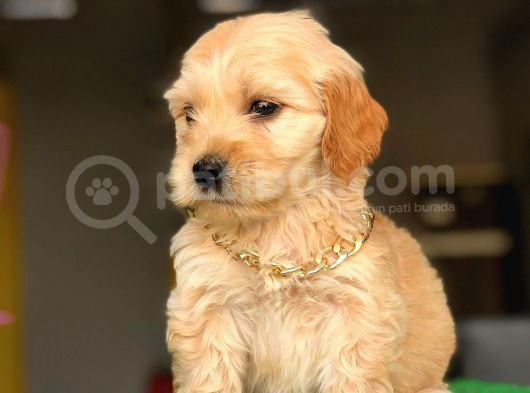 Dişi Ve Erkek Maltipoo Kardeşler görsel