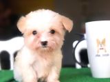 Daha Ufağı Yok 2,5 Aylık Dişi Maltipoo