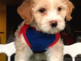Dişi Ve Erkek Maltipoo Kardeşler
