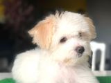Özel Yüz Hattına Sahip Dişi Maltipoo Yavrum