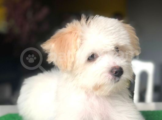 Özel Yüz Hattına Sahip Dişi Maltipoo Yavrum görsel