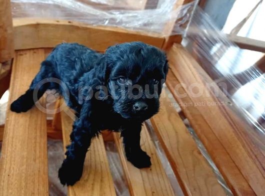2 Aylık Terrier White Yavrularımız görsel