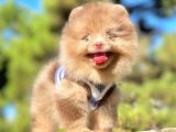 Renkli Gözlü Çikolata Pomeranian Boo