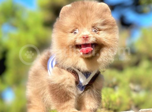 Renkli Gözlü Çikolata Pomeranian Boo görsel