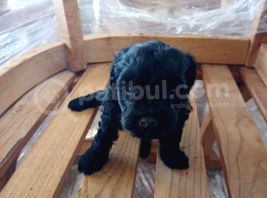 2 Aylık Terrier White Yavrularımız