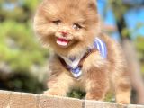 Renkli Gözlü Çikolata Pomeranian Boo