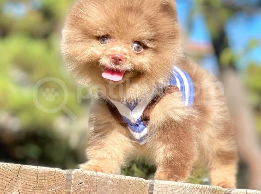 Renkli Gözlü Çikolata Pomeranian Boo görsel