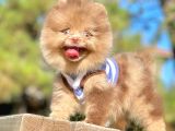 Renkli Gözlü Çikolata Pomeranian Boo