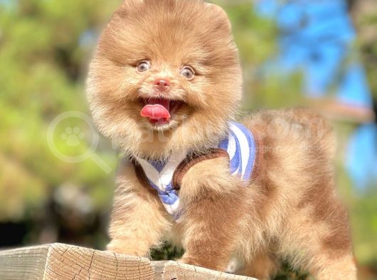 Renkli Gözlü Çikolata Pomeranian Boo