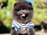 Siyah Pomeranian Boo