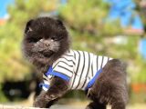 Siyah Pomeranian Boo