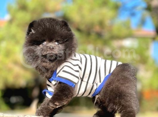 Siyah Pomeranian Boo görsel