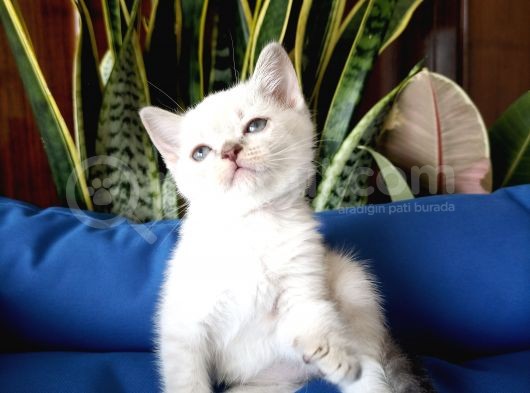 British Shorthair Lynx Point En Özel Renkler görsel