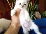 British Shorthair Lynx Point En Özel Renkler