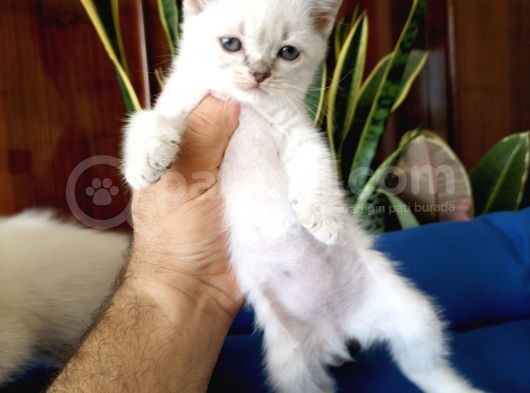 British Shorthair Lynx Point En Özel Renkler görsel