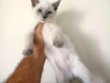 British Shorthair Lynx Point En Özel Renkler