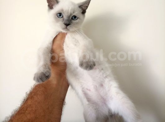 British Shorthair Lynx Point En Özel Renkler