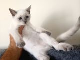British Shorthair Lynx Point En Özel Renkler