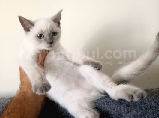 British Shorthair Lynx Point En Özel Renkler görsel
