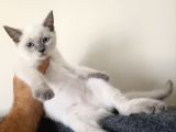 British Shorthair Lynx Point En Özel Renkler
