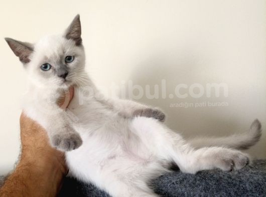 British Shorthair Lynx Point En Özel Renkler görsel