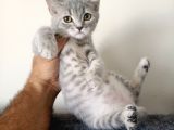 Scottish Fold Yavrularımız