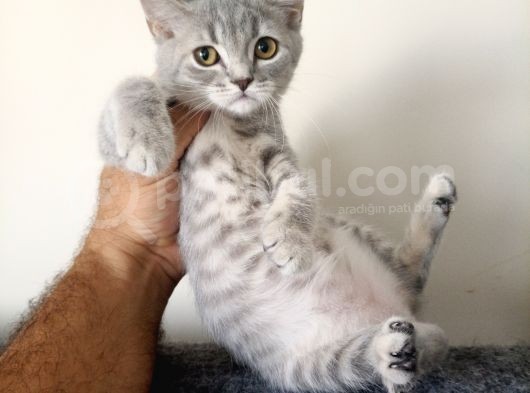 Scottish Fold Yavrularımız görsel