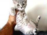 Scottish Fold Yavrularımız