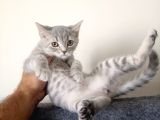 Scottish Fold Yavrularımız