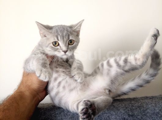 Scottish Fold Yavrularımız görsel
