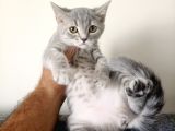Scottish Fold Yavrularımız