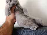 British Shorthair Yavrular Sizler İçin