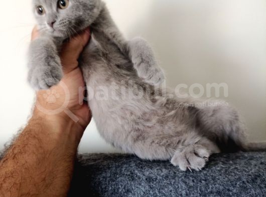 British Shorthair Yavrular Sizler İçin görsel