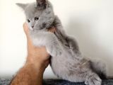 British Shorthair Yavrular Sizler İçin