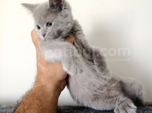British Shorthair Yavrular Sizler İçin görsel