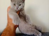 British Shorthair Yavrular Sizler İçin