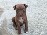 Yavru Rednose Saf A Kalite