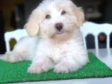 3 Aylık Erkek Maltipoo Yavrum
