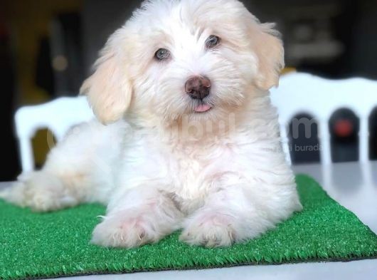3 Aylık Erkek Maltipoo Yavrum görsel